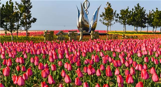 4月南海新區(qū)的郁金香廣場，22萬余株郁金香盛開